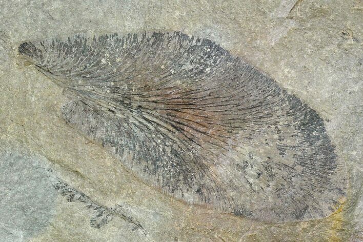 Pennsylvanian Fossil Fern (Macroneuropteris) Leaflet - Kentucky #112909